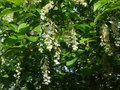 vignette Pterostyrax hispida - 'l'arbre  paulettes'