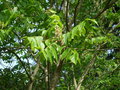 vignette Rhus punjabensis var. sinica