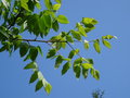 vignette Rhus punjabensis var. sinica