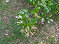vignette Weinmannia integrifolia
