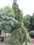 vignette Picea abies 'Inversa'