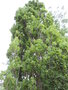 vignette Quercus robur 'Pyramidalis'
