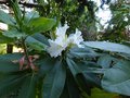 vignette Rhododendron Polar Bear au 26 06 14