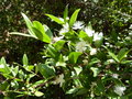 vignette Myrtus communis (floraison)