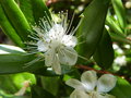 vignette Myrtus communis (fleur)