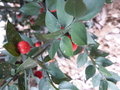 vignette Ruscus aculeatus (fruit)