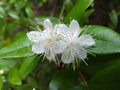 vignette Myrtus communis (fleurs)
