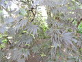 vignette Acer palmatum 'Johin'