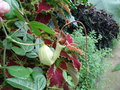 vignette Aristolochia trilobata