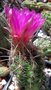 vignette thélocactus bicolore