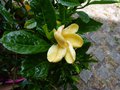 vignette Gardenia Jasminoides summer snow fleur fane au 27 06 14