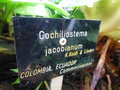 vignette Cochiliostema jacobianum