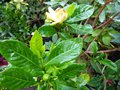 vignette Gardenia Jasminoides Summer snow au 28 06 14