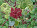 vignette Rubus phoenicolasius