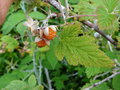 vignette Rubus biflorus