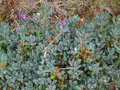 vignette Rhododendron calostrotum = Rhododendron saluense