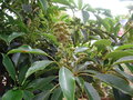 vignette Trochodendron araliodes