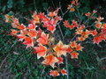 vignette Rhododendron cumberlandense = Rhododendron bakeri  ?