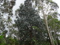 vignette Eucalyptus cordata