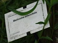 vignette Meliosma dilleniifolia