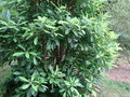 vignette Drymis latifolia