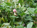 vignette Magnolia delavayi (rose)