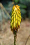 vignette Aloe striatula