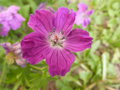 vignette geranium sanguineum (fleur)