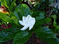 vignette Gardenia Jasminoides Summer snow gros plan trs parfum au 02 07 14