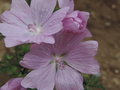 vignette Malva moschata 'Rosea'