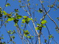 vignette Catalpa ovata