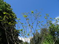 vignette Catalpa ovata