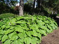 vignette Hosta