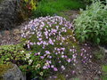 vignette Dianthus 'Delicatus'