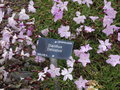 vignette Dianthus 'Delicatus'