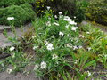 vignette Centaurea cheiranthifolia ssp cheiranthifolia