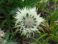 vignette Centaurea cheiranthifolia ssp cheiranthifolia