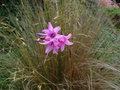 vignette Dierama cooperi