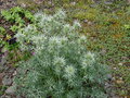 vignette Eryngium bourgatii