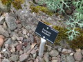 vignette Eryngium bourgatii