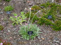 vignette Helichrysum ecklonis