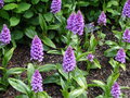 vignette Dactylorhiza purpurea ?