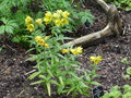 vignette Fritillaria camschatcensis 'Aurea'