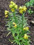 vignette Fritillaria camschatcensis 'Aurea'