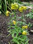 vignette Fritillaria camschatcensis 'Aurea'