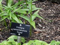 vignette Fritillaria camschatcensis 'Aurea'