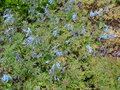 vignette Corydalis flexuosa