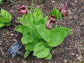 vignette Cypripedium 'Memoriam Shawna Austin'