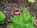 vignette Cypripedium 'Memoriam Shawna Austin'