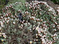 vignette Helichrysum retortoides